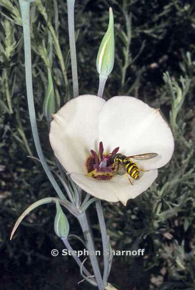 wasp on calochortus graphic